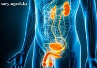 Прием врача невропатолога в Сарыагаш. Кәусар Бұлақ Прием врача невропатолога. Кәусар Бұлақ